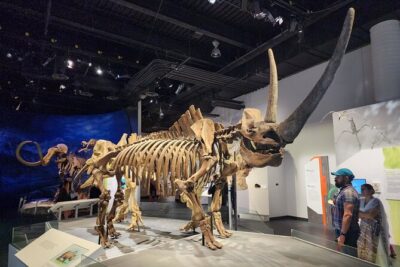 1 Day Guided Drumheller Tour: Calgary to Dinosaur Badlands - Horsethief Canyon and the Badlands Viewpoints That Don’t Need Hours