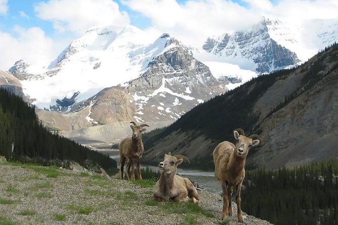3-Day Glacial Tour package, Columbia Icefield, Jasper, LakeLouise - Jasper Day Two: Maligne Canyon, Maligne Lake, and Medicine Lake