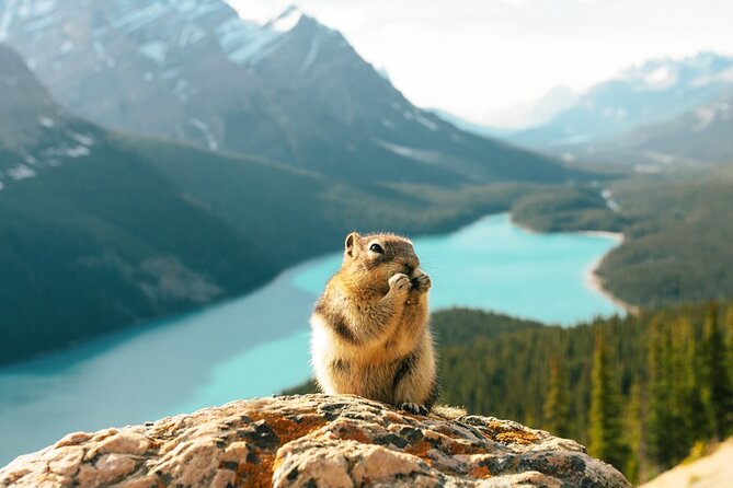 Along Icefields Parkway: Peyto Lake, Bow Lake & Columbia Icefield - Lunch at The Crossing: plan for optional, not included