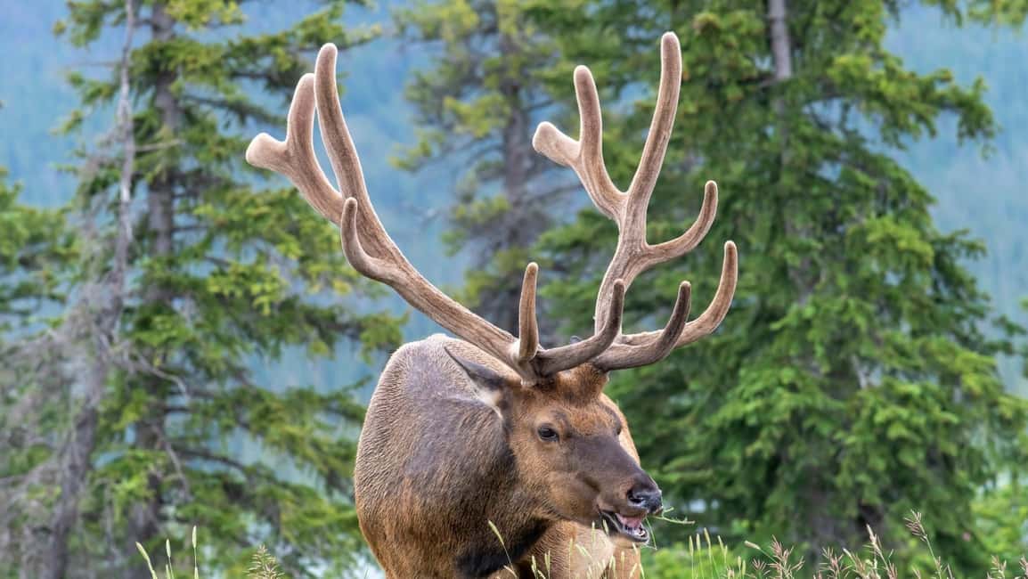 Banff/Canmore Moraine Lake & Lake Louise-Hike/Canoe/Sightsee - Who Should Book This Moraine and Lake Louise Day