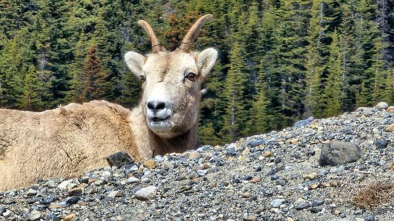 Banff: Evening Wildlife Safari Guided Tour - Key points that make this safari worth your evening
