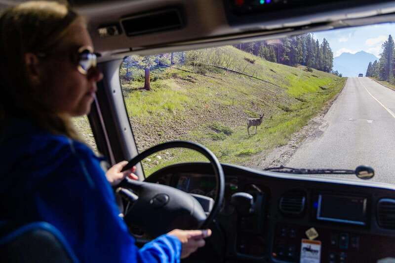 Banff: Evening Wildlife Safari Guided Tour - What you can expect during the 2-hour wildlife viewing window