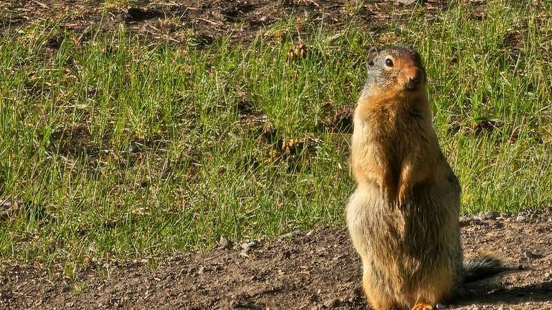 Banff: Evening Wildlife Safari Guided Tour - Why the guide storytelling changes the whole experience