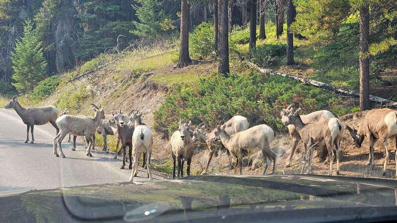 Banff: Evening Wildlife Safari Guided Tour - Comfort and practicalities: what to pack for an evening drive