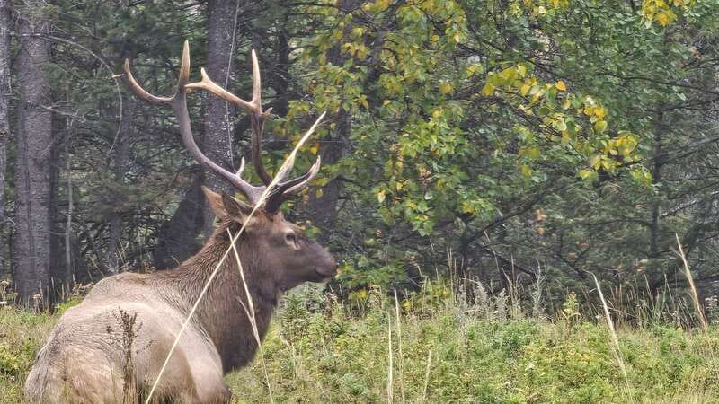 Banff: Evening Wildlife Safari Guided Tour - Who this safari is best for (and who might want to skip it)