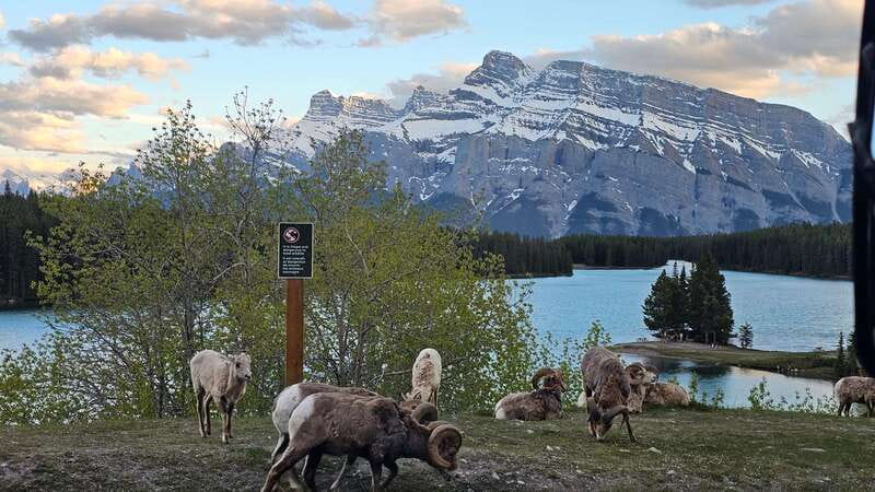 Banff: Evening Wildlife Safari Guided Tour - The bottom line: should you book the Banff Evening Wildlife Safari?