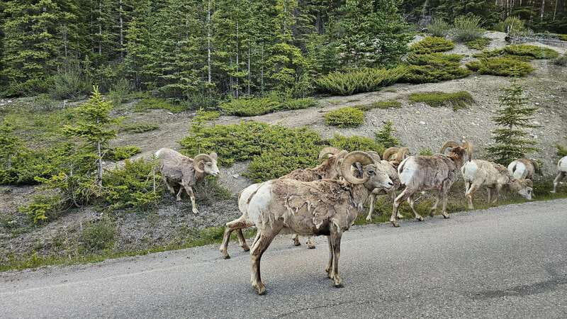 Banff: Evening Wildlife Safari Guided Tour - FAQ