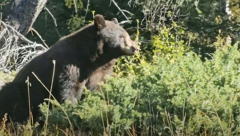 Banff: Evening Wildlife Safari Guided Tour - Pickup timing: how you actually start the tour