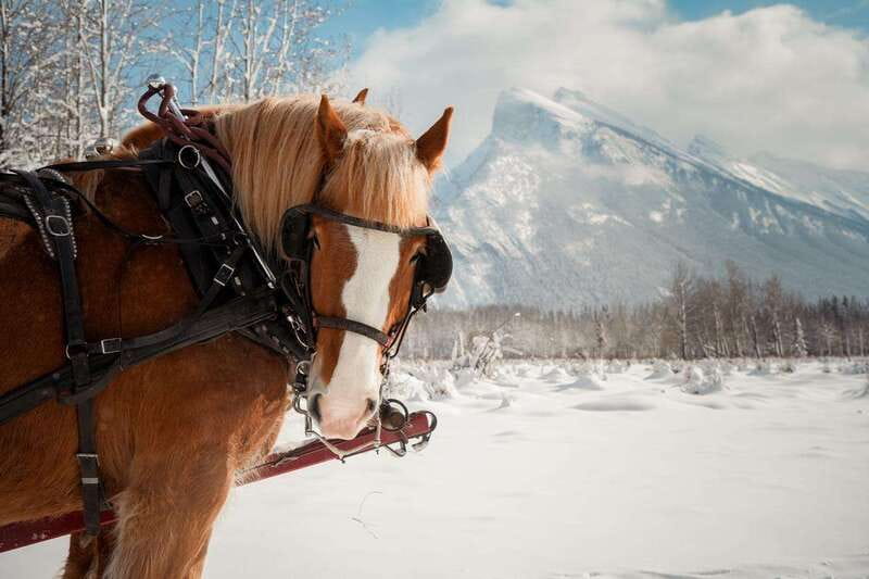 Banff: Family Friendly Horse-Drawn Sleigh Ride - Where this Banff sleigh ride fits in a winter day
