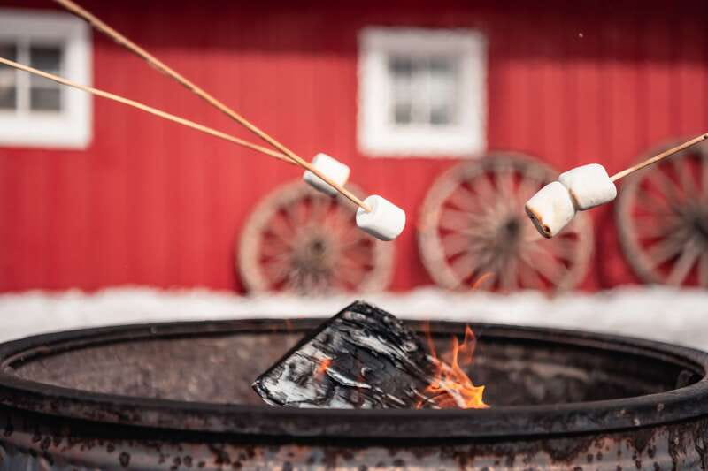 Banff: Family Friendly Horse-Drawn Sleigh Ride - The guide experience: stories, horses, and real moments