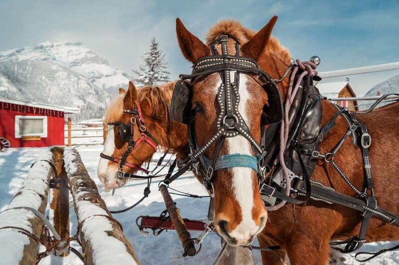 Banff: Family Friendly Horse-Drawn Sleigh Ride - Who should book this Banff horse-drawn ride?