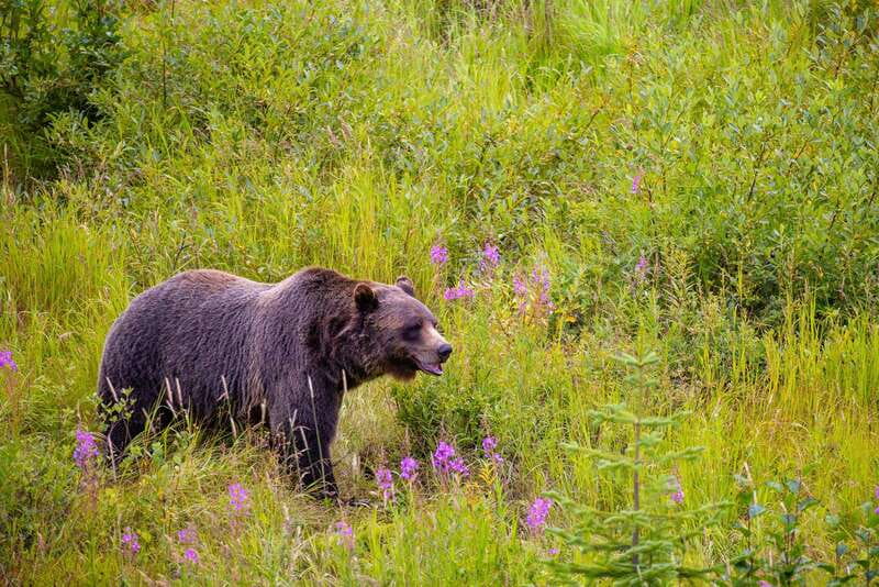 Banff: Grizzly Bear Refuge Tour with Lunch - Golden Skybridge: a dramatic 130m-high crossing with lunch built in