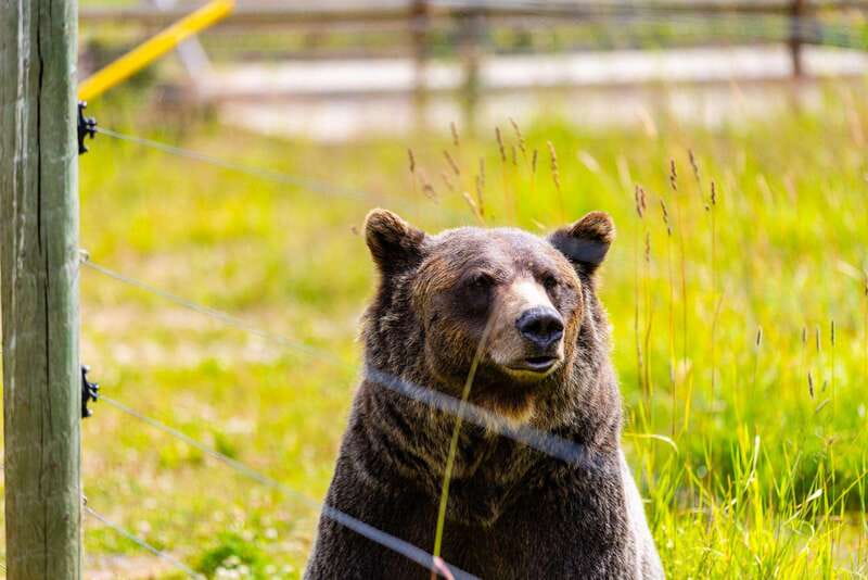 Banff: Grizzly Bear Refuge Tour with Lunch - The gondola to the Purcell Mountains: views you can’t fake