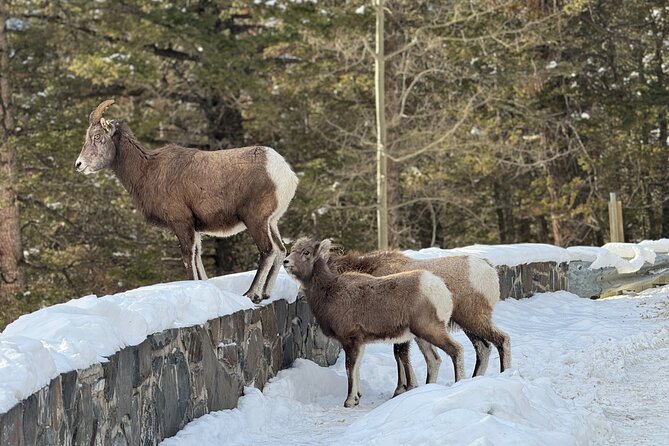 Banff Highlights: Moraine Lake, Lake Louise and beyond - Hoodoos Trail and Bow Falls: Short Walks With Strong Visual Payoff