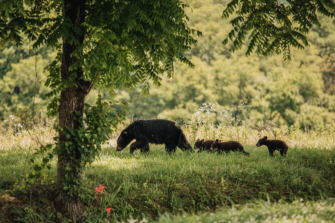 Banff Highlights & Wildlife | Award-Winning Small Group Adventure - Why dusk matters on a Banff wildlife drive