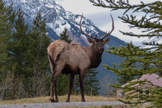 Banff Highlights & Wildlife | Award-Winning Small Group Adventure - What’s included (and how that affects the real value)