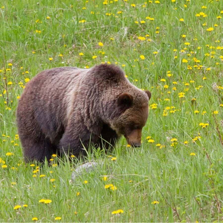 Banff: Lake Louise, Moraine Lake, Gondola, Cave & Basin Tour - Key highlights to watch for