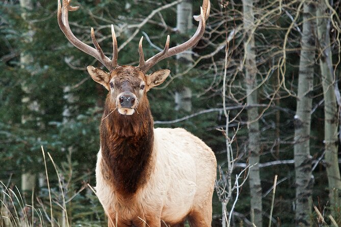 Banff LOST TOWNS and Untold Stories! 2hr Walk + Transportation - A 2-hour Banff walk that feels personal, not packed