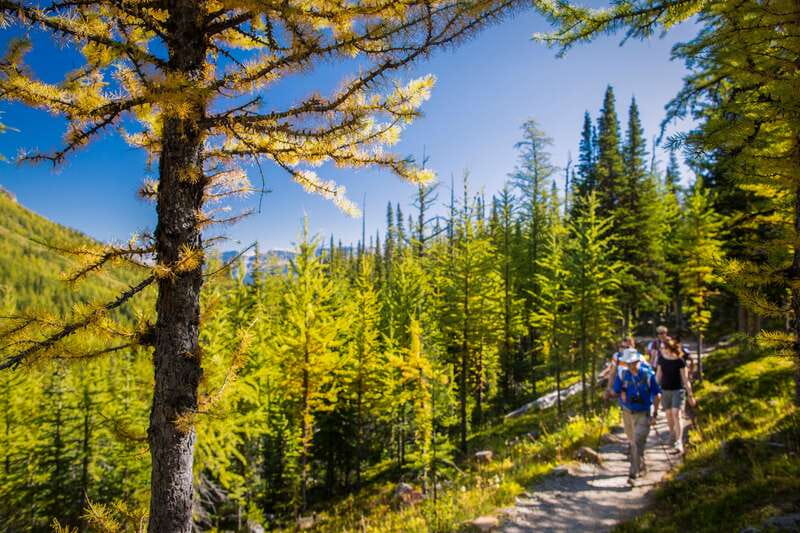 Banff National Park: Guided Signature Hikes with Lunch - How The 7-Hour Flow Works: Minibus Pickup To Trail Lunch