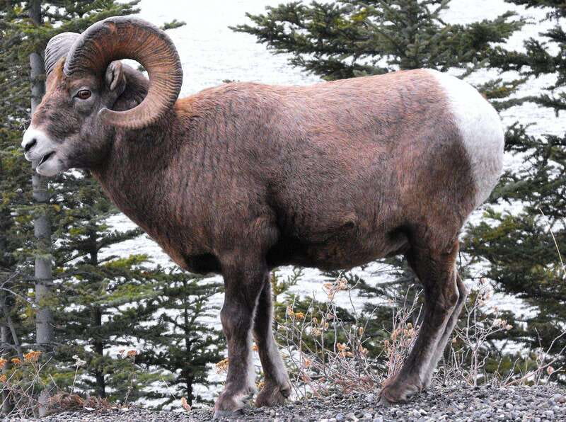 Banff PRIVATE Guided Nature Walk + Transportation - 2.5H - Key Highlights You’ll Care About