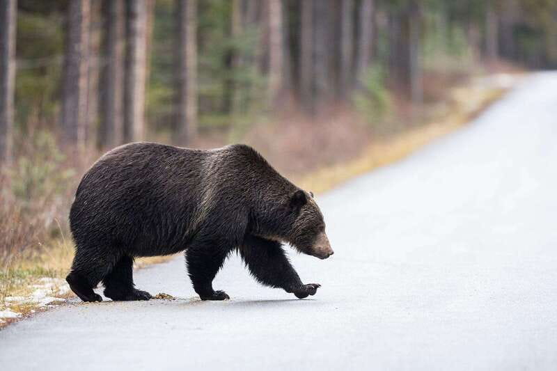Banff PRIVATE Guided Nature Walk + Transportation - 2.5H - Price and value: $292 for up to 3 people