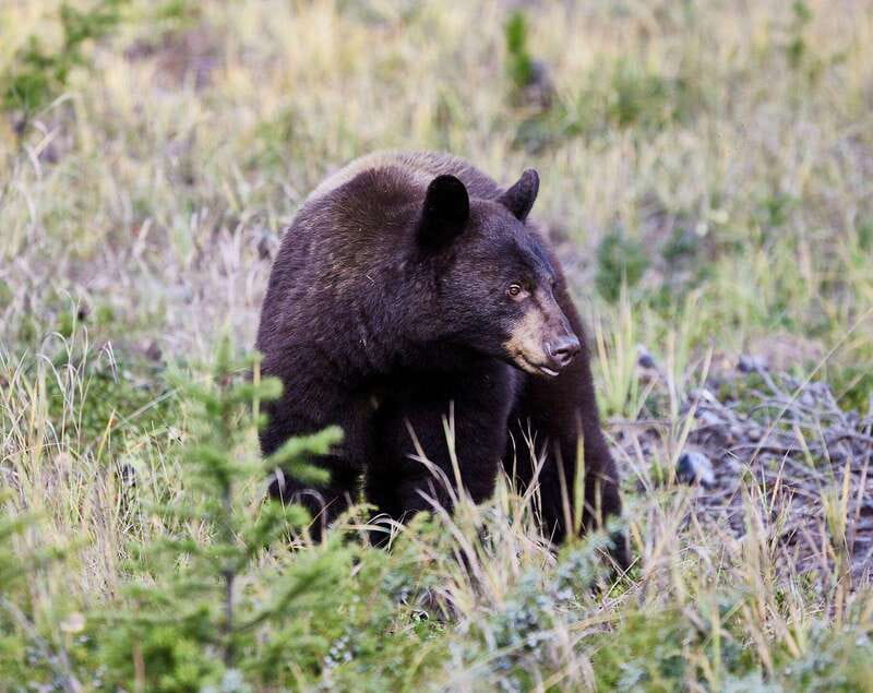 Banff PRIVATE Guided Nature Walk + Transportation - 2.5H - Banff National Park on foot: quieter trails, big views