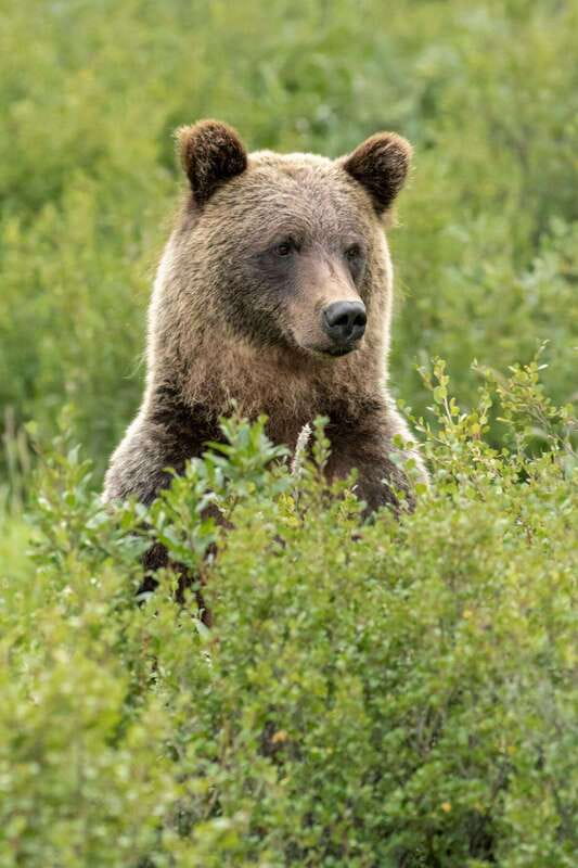 Banff PRIVATE Guided Nature Walk + Transportation - 2.5H - What you learn on the trail: plants, tracks, and safety basics