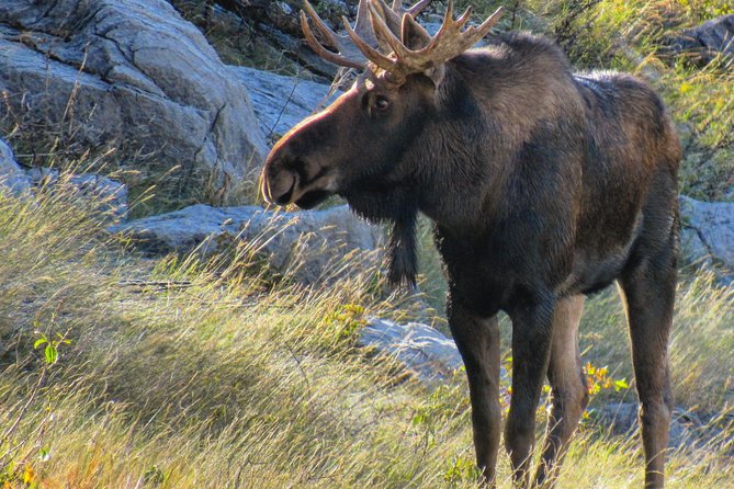 Banff to Jasper One-Way Tour - The included picnic lunch: actually worth looking forward to