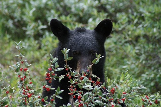Banff to Jasper One-Way Tour - Wildlife spotting and why your guide’s eyes matter