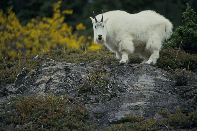 Banff to Jasper One-Way Tour - Guides make the difference: what great driving and storytelling add