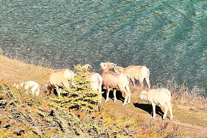 Banff Town ,Lake Louise, Moraine , Emerald & Johnston Canyon Tour - Price and value: what $112.65 buys you (and what it doesn’t)