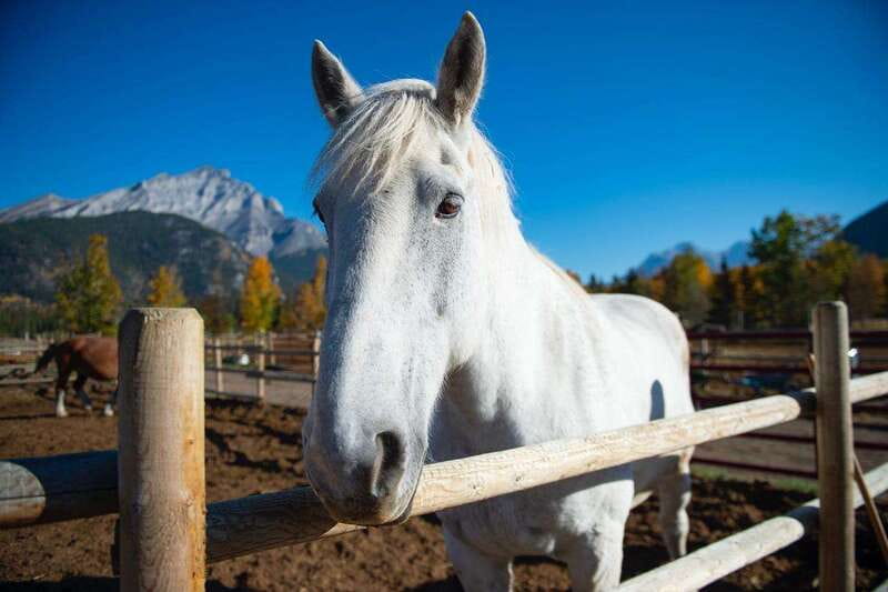Banff: Wagon Ride with Cowboy Cookout BBQ - Key highlights you’ll care about