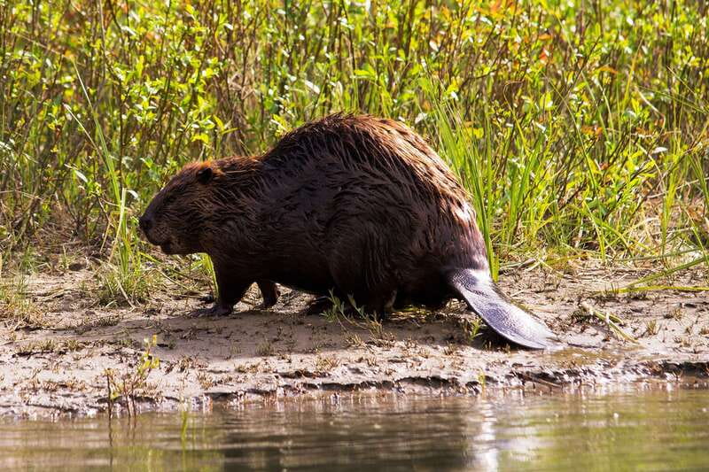 Banff: Wildlife on the Bow River Big Canoe Tour - Who This Tour Fits Best (And Who Might Want Another Option)