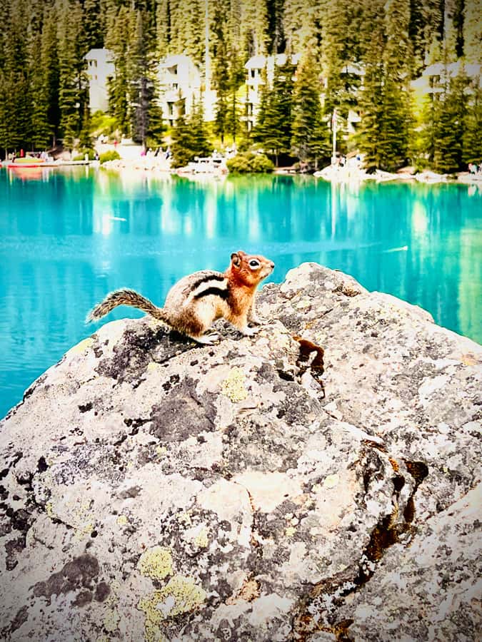 Calgary, Banff: Lake louise , Moraine ,Emerald Lake day Tour - Banff Town Time: Shopping and a Breather (When Moraine Isn’t on the Route)