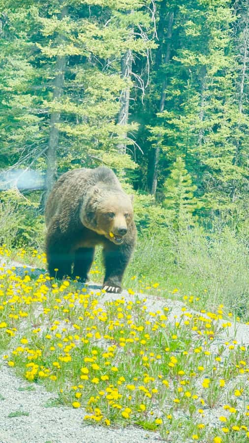 Calgary, Banff: Lake louise , Moraine ,Emerald Lake day Tour - Guides, Photo Tips, and the Pace You Should Expect
