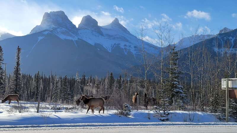 Calgary: Canmore, Banff, Lake Louise - Gondola Included - Kananaskis Provincial Park and the Plan That Adjusts to Wildlife and Weather
