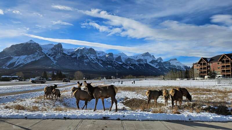 Calgary: Canmore, Banff, Lake Louise - Gondola Included - Lake Louise at Your Pace: Shopping, Walks, and Optional Winter Fun