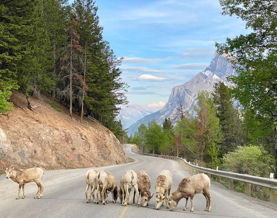 Calgary/Canmore: Banff National Park & Lake Louise Day Trip - Moraine Lake Access Pass Plus Smart Photo Viewing