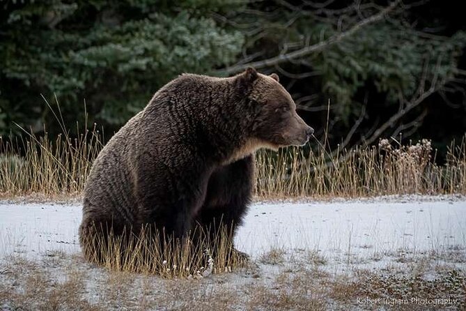Calgary: Columbia Icefield Adventure, Skywalk and Peyto Lake Tour - Waterfowl Lakes Campground: short, quiet, and worth the pause