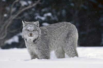 Canmore: Wilderness & Wildlife Tour - 2hr Walk - How the “2-hour walk” becomes about 3 hours