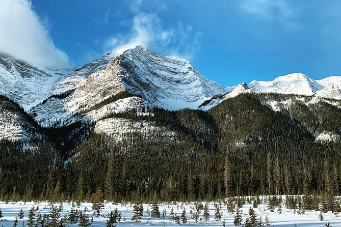 Canmore: Wilderness & Wildlife Tour - 2hr Walk - Ancient forest and water sightings: the scenery that supports the learning