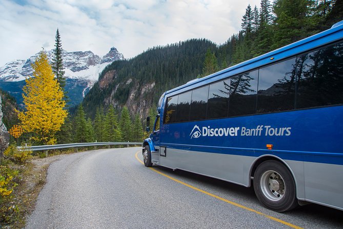 Discover Grizzly Bears from Banff - Value, Group Size, and What’s Included in Your Day