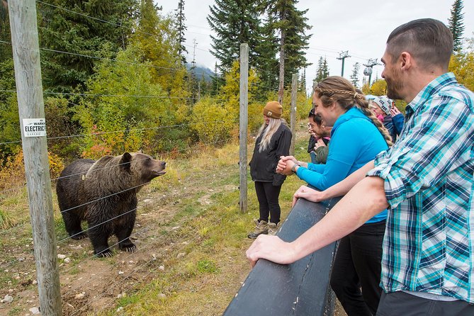 Discover Grizzly Bears from Banff - Who This Tour Fits Best (and Who Might Want Another Option)
