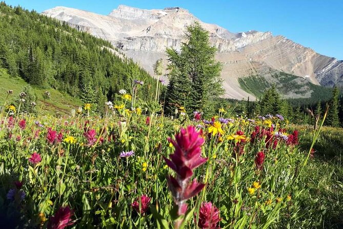 Exclusive Skoki Backcountry Guided Hiking in Lake Louise with Van Shuttle - Key highlights to pay attention to