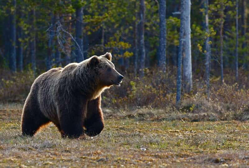 From Banff: Banff Wildlife & Scenic Highlights Premium Tour - Lake Minnewanka: A 15-Minute Photo Stop That Sets the Tone