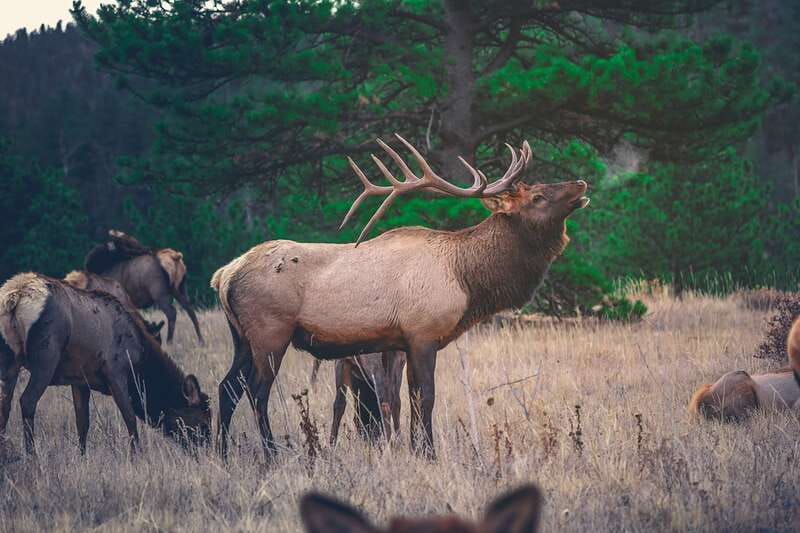 From Banff: Banff Wildlife & Scenic Highlights Premium Tour - Wildlife Corridors: What You Can (and Can’t) Promise