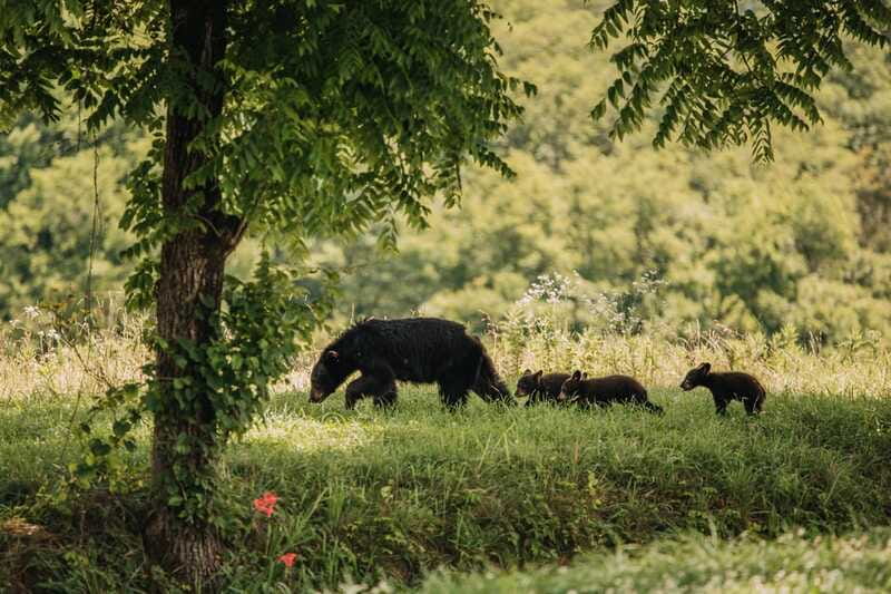 From Banff: Banff Wildlife & Scenic Highlights Premium Tour - Price and Value Check for a Premium 3-Hour Tour