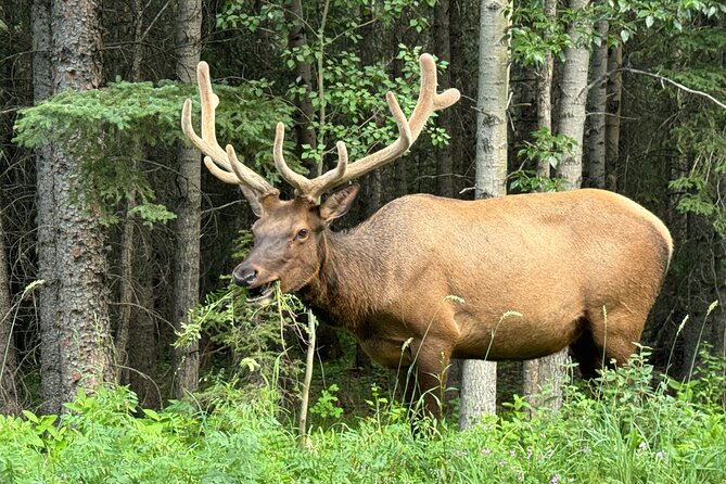 From Banff: Shuttle Service to Moraine Lake & Lake Louise - Price and value: $57.97 for two iconic lakes