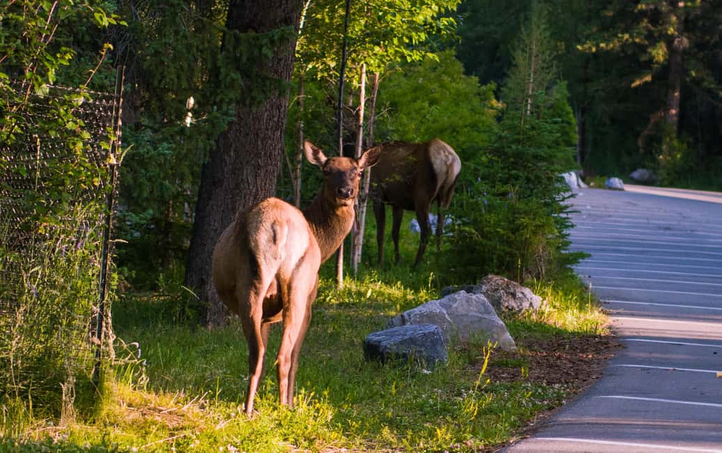 From Calgary/Banff: Moraine Lake & Lake Louise Half-Day Tour - Key Points You’ll Care About