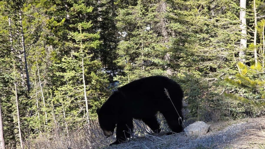 From Calgary/Banff: Moraine Lake & Lake Louise Half-Day Tour - Time Management: What the Stops Feel Like in Real Life